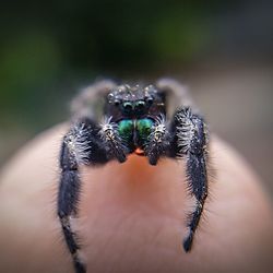 Close-up of spider on hand