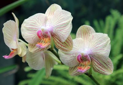 Close-up of pink orchid blooming outdoors