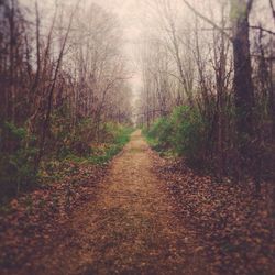 Footpath passing through forest