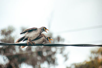 Low angle view of bird perching on cable against clear sky
