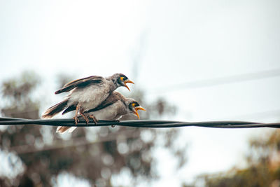 Angry birds on a wire, two birds with beaks open, shouting