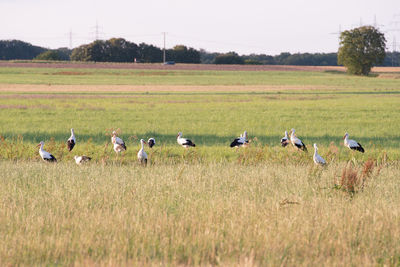 Flock of birds on grassy field