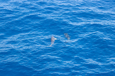 High angle view of swimming pool in sea