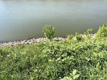 High angle view of plants growing on land