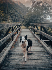 Portrait of a dog on a wood bridge in a mountain land 