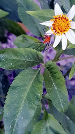 Close-up of insect on purple flower