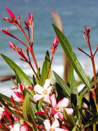 Close-up of pink flowering plant