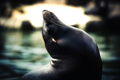 Close-up of sea lion