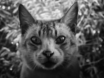 Close-up portrait of cat