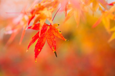 Close-up of orange maple leaves on tree