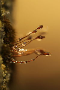 Close-up of water drops on twig