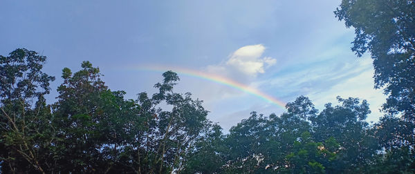 Low angle view of sunlight streaming through trees