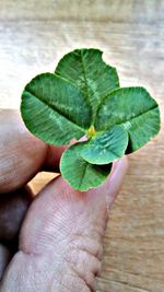 Close-up of hand holding leaves