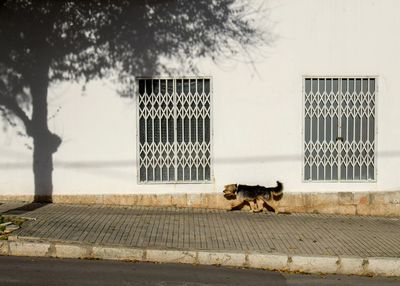 Dog on footpath in city