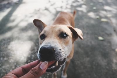 Close-up of hand holding dog