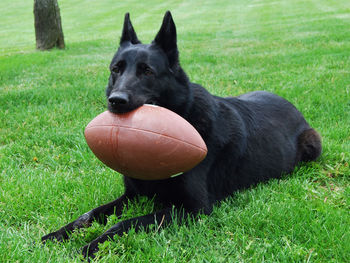 Black dog with ball on field