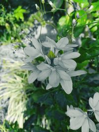 Close-up of white flowering plant leaves