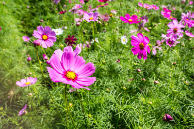 High angle view of pink cosmos flowers