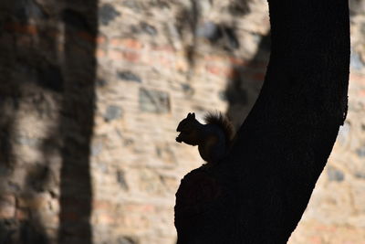 Squirrel in tree trunk