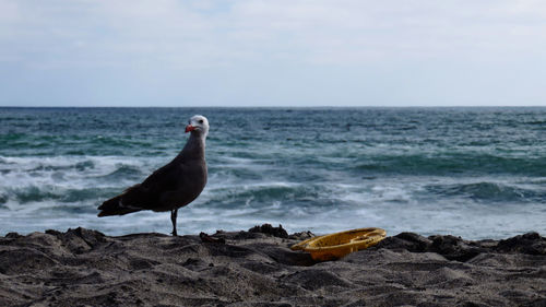 Seagull flying over sea