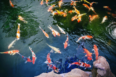 High angle view of koi carps swimming in lake