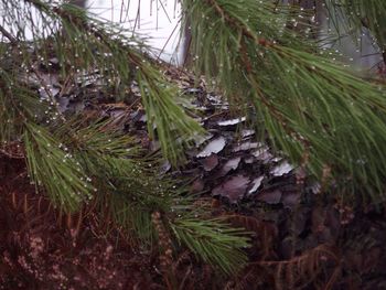 Close-up of pine cone on tree against sky