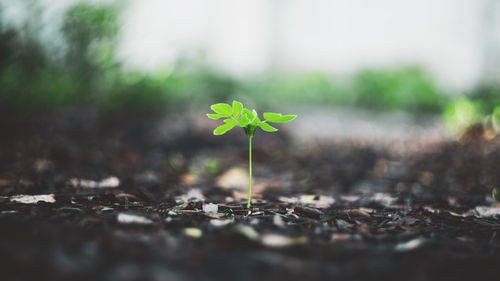 Close-up of plant growing on ground