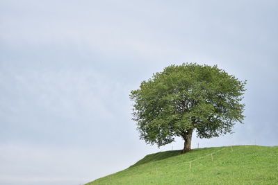 Close-up of tree against sky