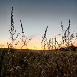 Scenic view of field against sky at sunset