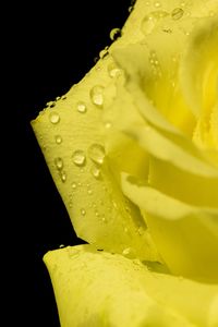 Close-up of wet yellow flower against black background