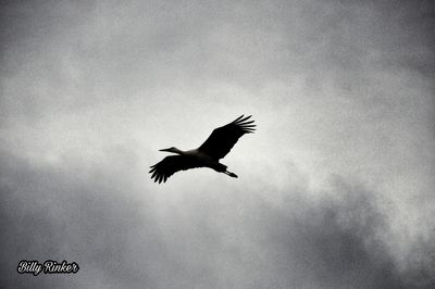 Low angle view of bird flying against sky