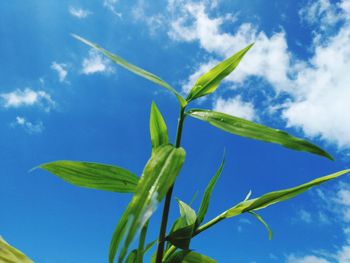 Low angle view of plant against blue sky