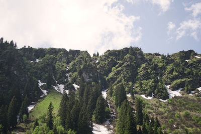 Panoramic shot of trees growing in forest against sky