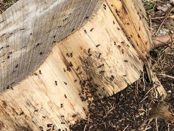 High angle view of bee on wood