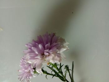 Close-up of pink flower