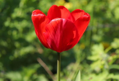 Close-up of red tulip