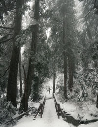 Trees in snow covered forest