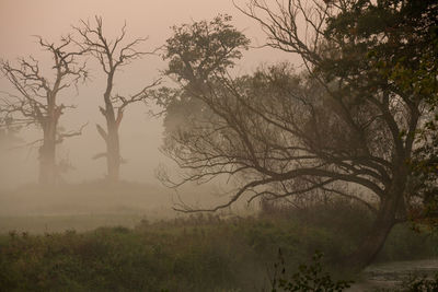 Bare trees on landscape against sky