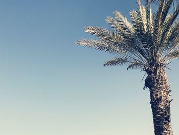 Low angle view of palm tree against clear blue sky