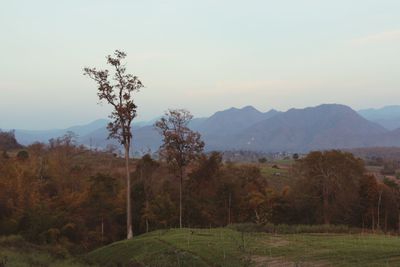 Scenic view of landscape against clear sky