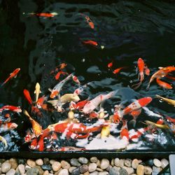 High angle view of koi carps swimming in pond