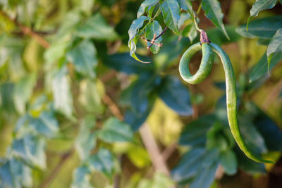 Close-up of string bean growing outdoors