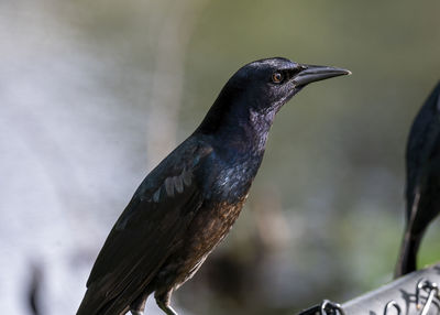 Male grackle