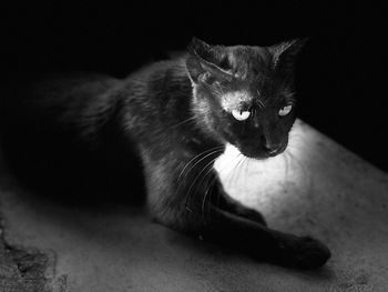 Cat looking away on floor at home