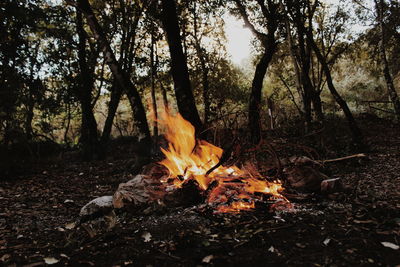 Close-up of bonfire in forest