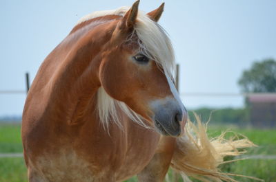 Close-up of horse in ranch