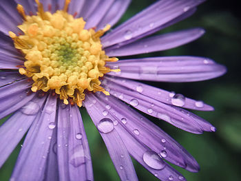 Close-up of wet purple flower