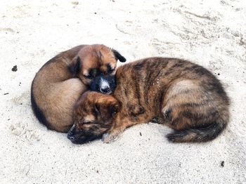 High angle view of puppies sleeping at beach