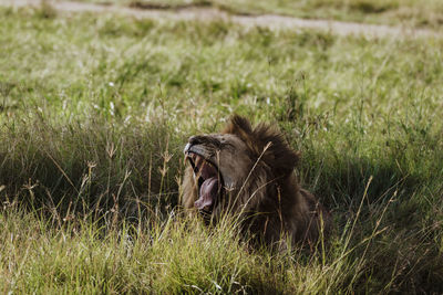 animal