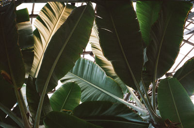 Plants growing on a tree